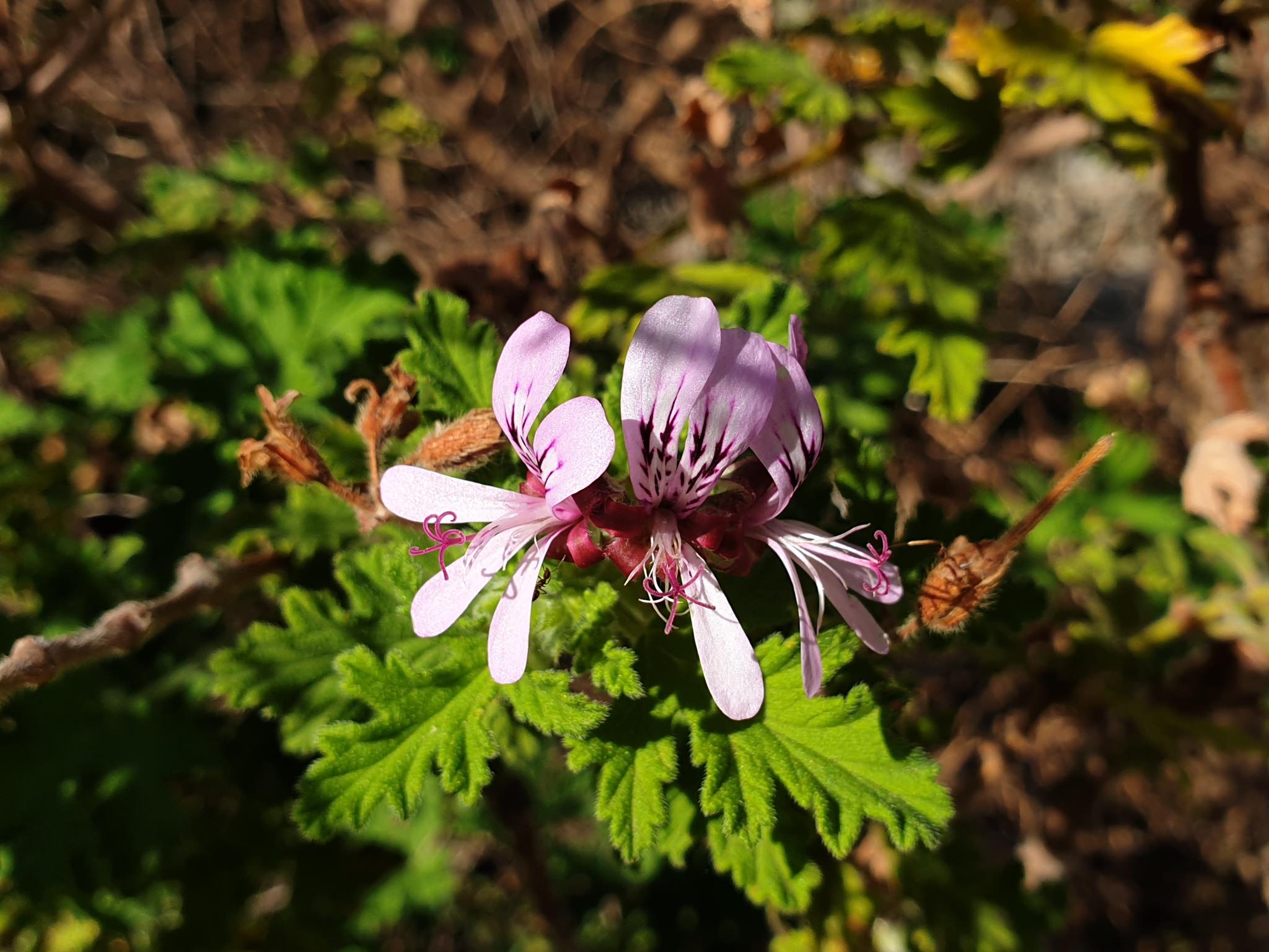 Pelargonium graveolens